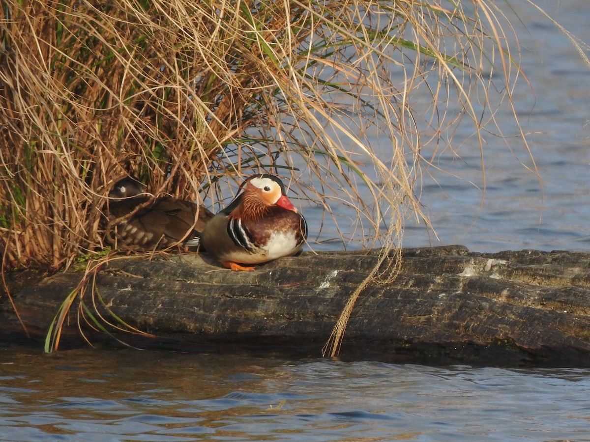 Mandarin Duck - ML614926813