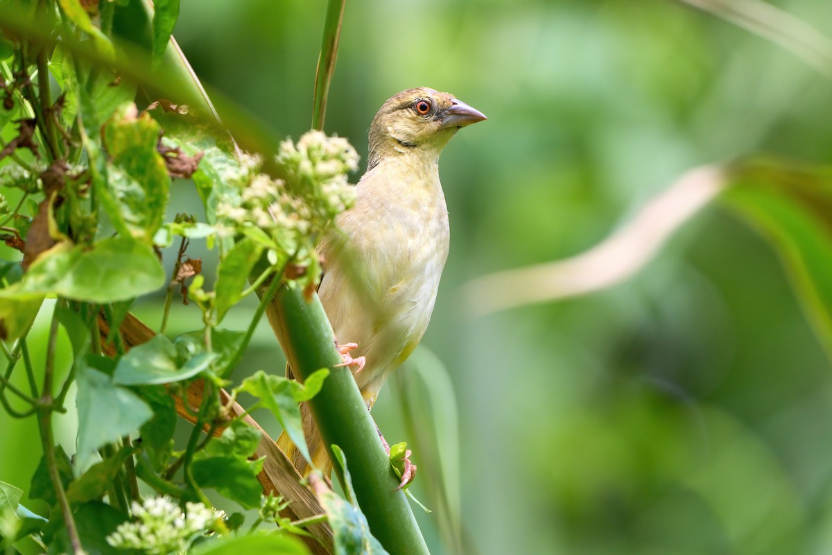 Golden-backed Weaver - Yuh Woei Chong