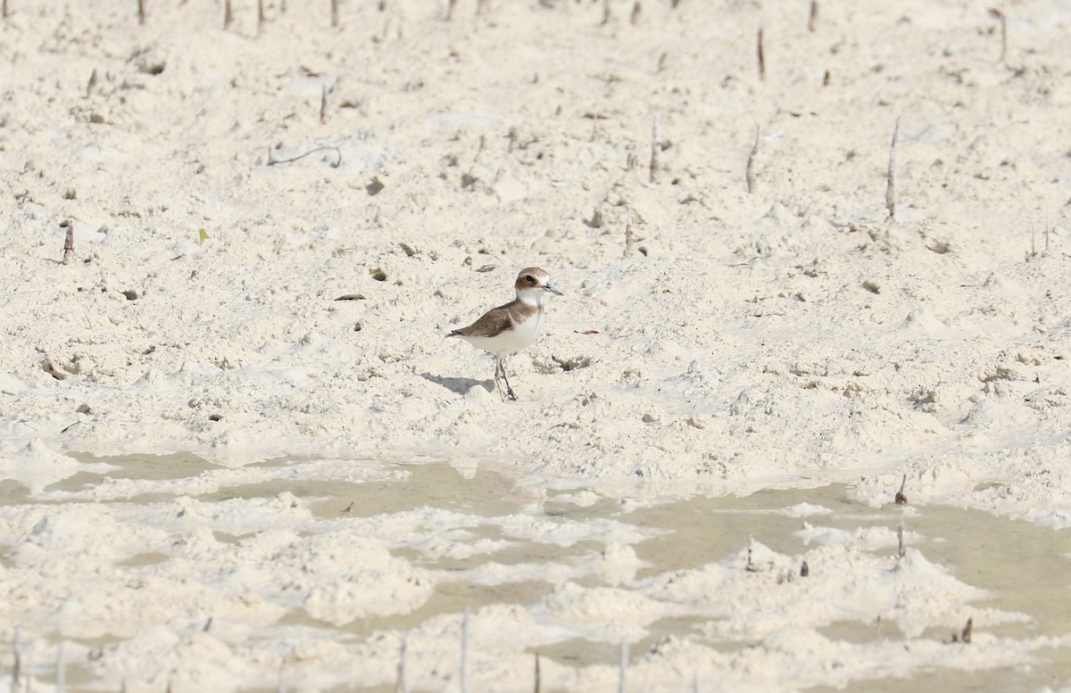 Greater Sand-Plover - ML614926828