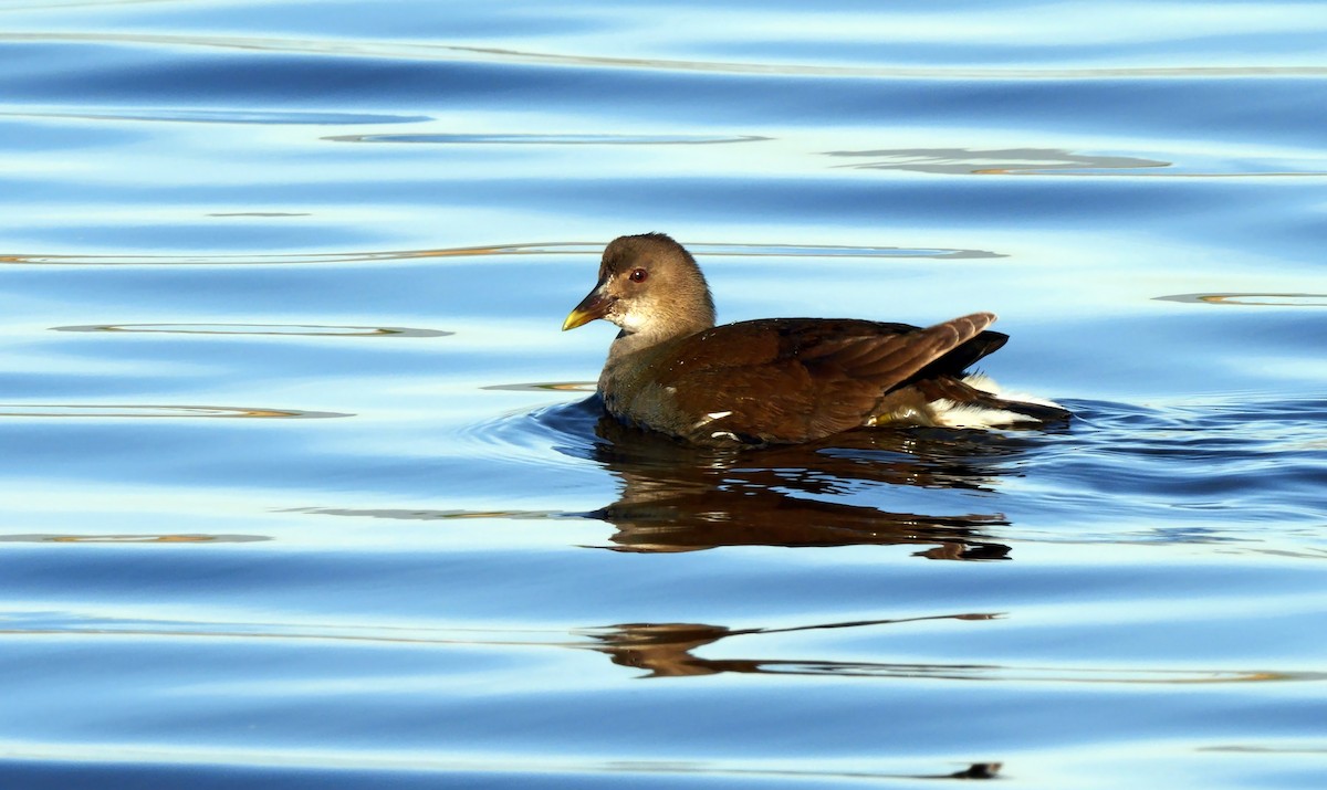 Eurasian Moorhen - Josep del Hoyo