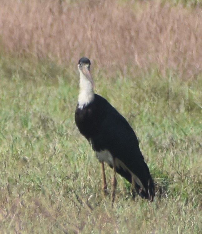 Asian Woolly-necked Stork - Paul Pop