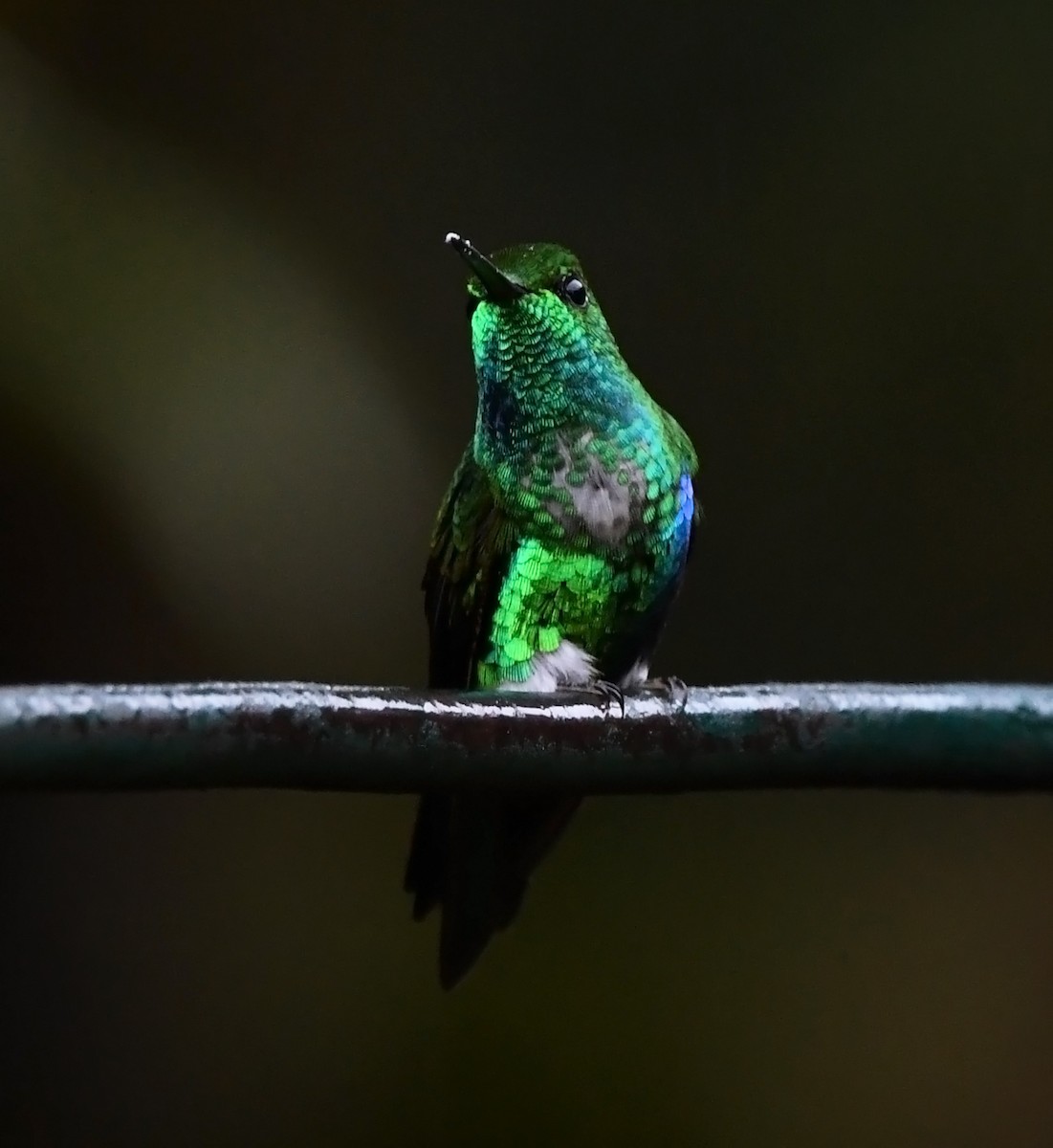 Emerald-bellied Puffleg - ML614927004