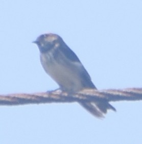 Streak-throated Swallow - Paul Pop