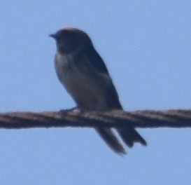 Streak-throated Swallow - Paul Pop