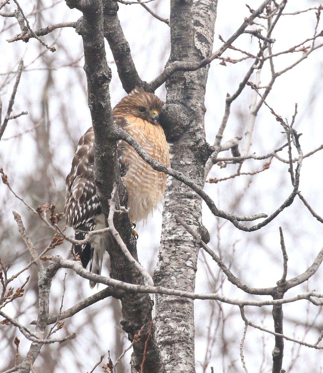 Red-shouldered Hawk - ML614927017