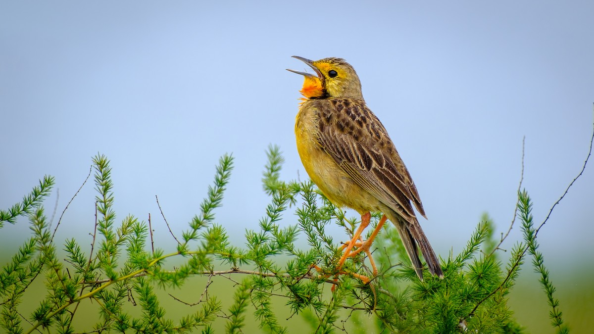 Orange-throated Longclaw - Andrew Black