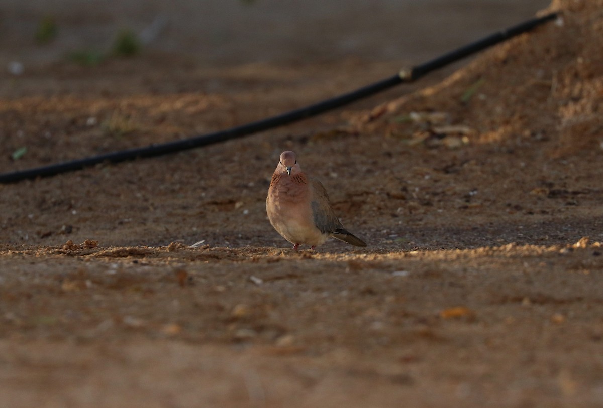 Laughing Dove - ML614927137