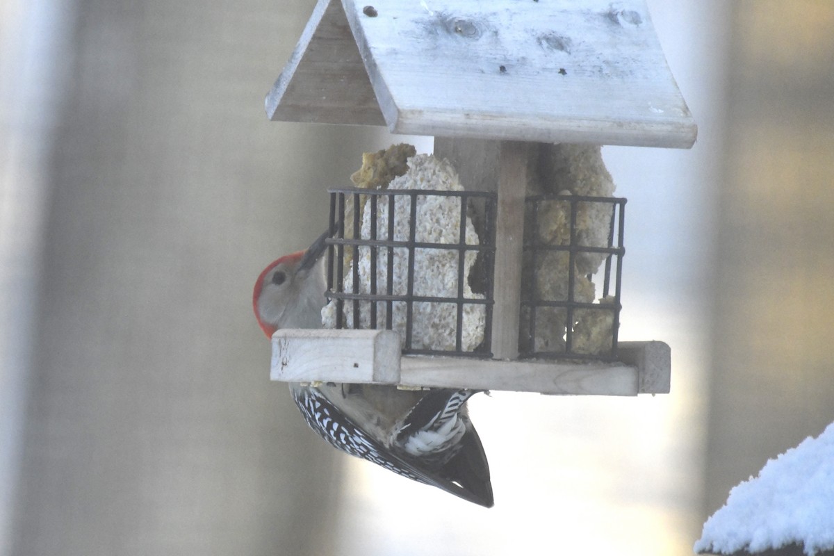 Red-bellied Woodpecker - ML614927150