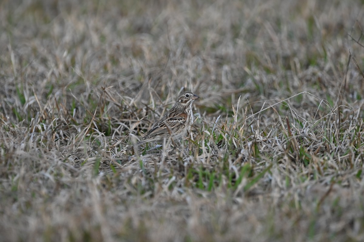 Vesper Sparrow - ML614927172