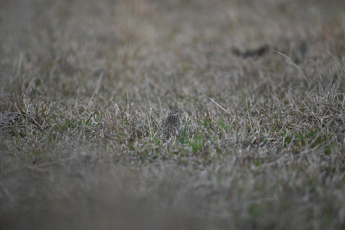 Vesper Sparrow - ML614927173