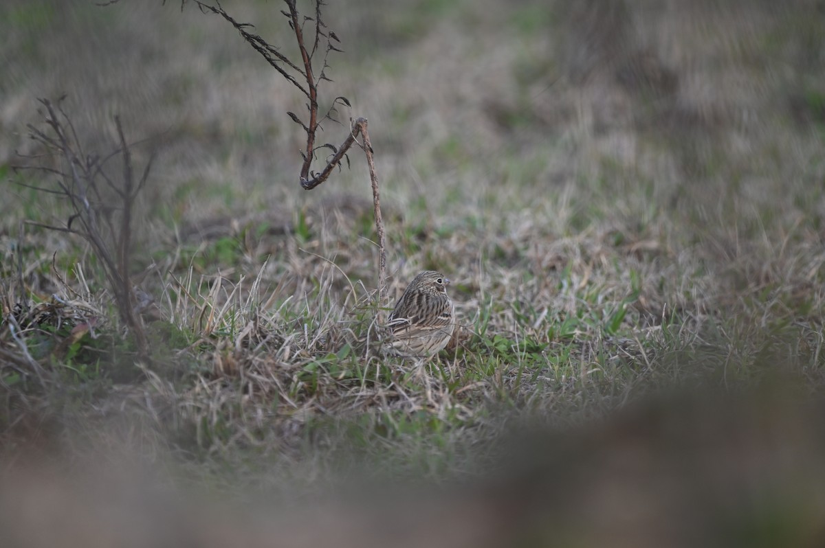 Vesper Sparrow - ML614927174