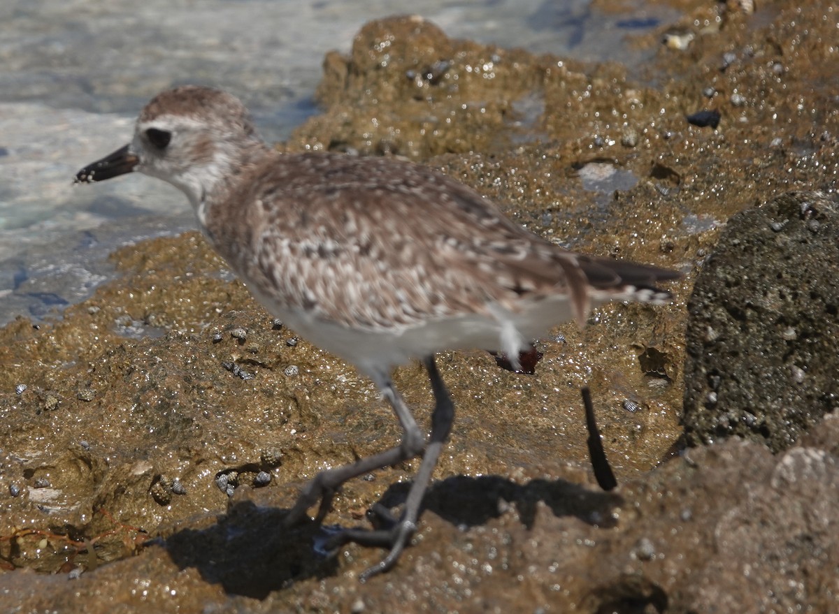 Black-bellied Plover - ML614927190