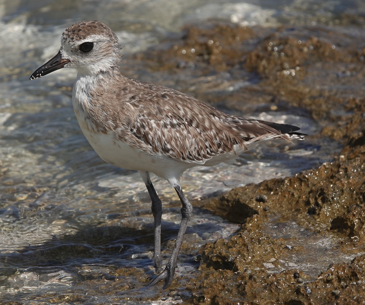 Black-bellied Plover - ML614927191