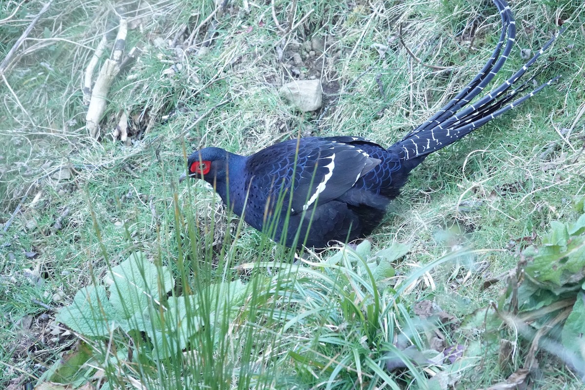 Mikado Pheasant - ML614927254