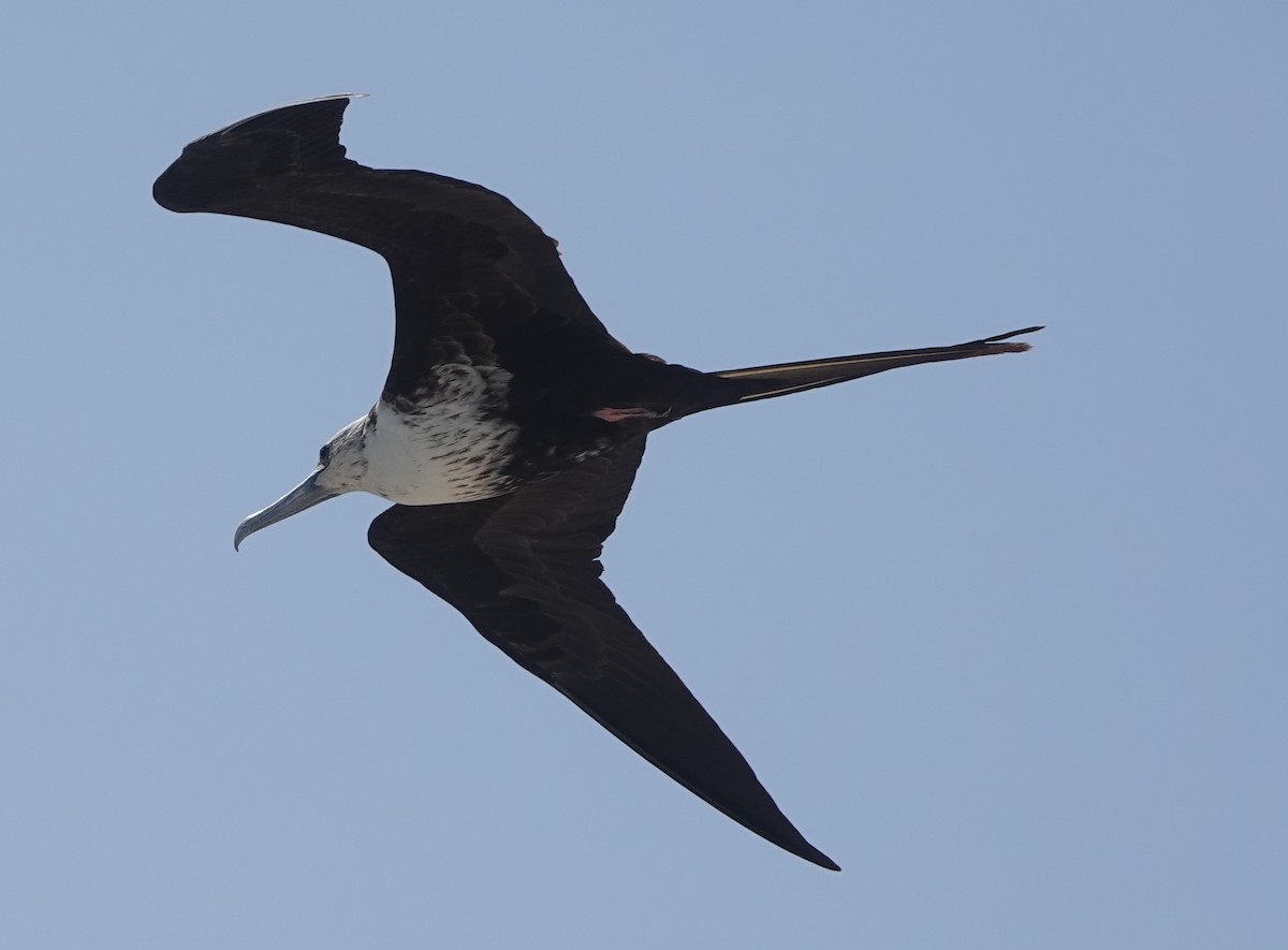 Magnificent Frigatebird - ML614927272