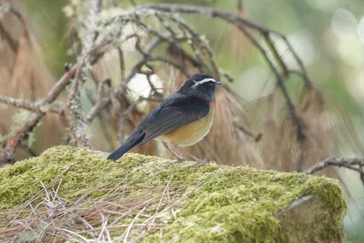 Collared Bush-Robin - ML614927281