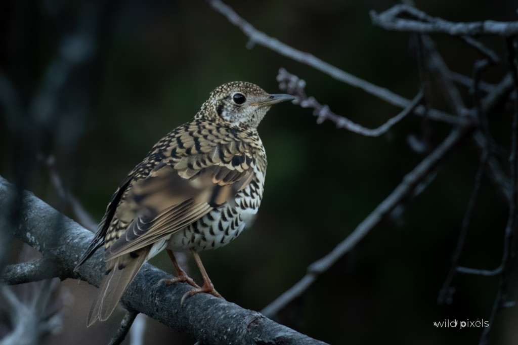 Scaly Thrush - Prashant Kumar