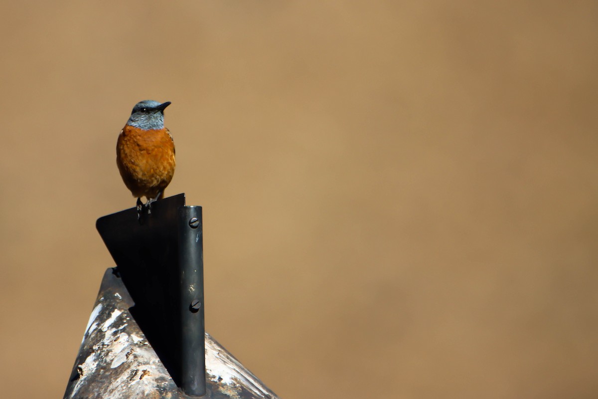 Cape Rock-Thrush - ML614927337