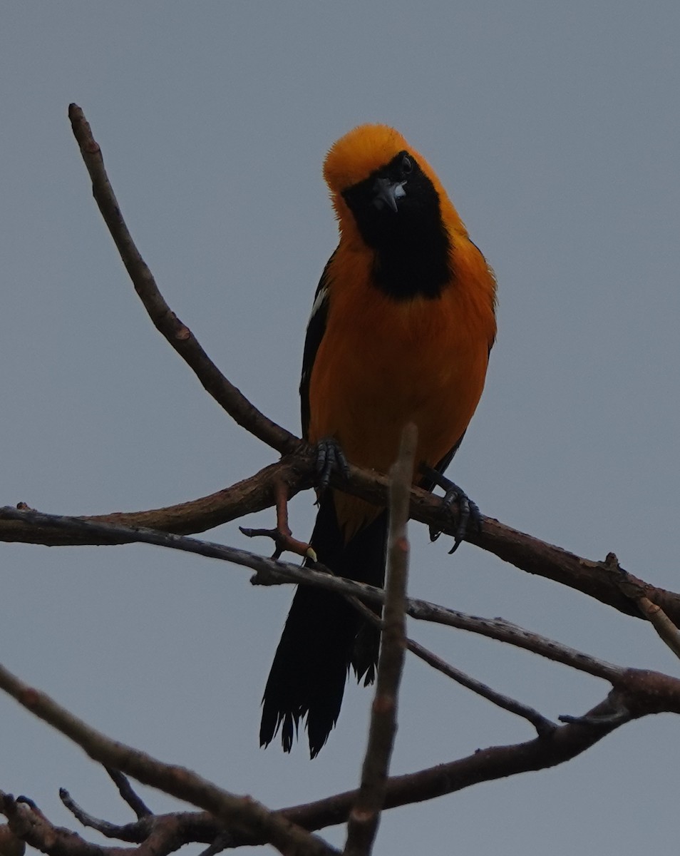 Hooded Oriole - ML614927347