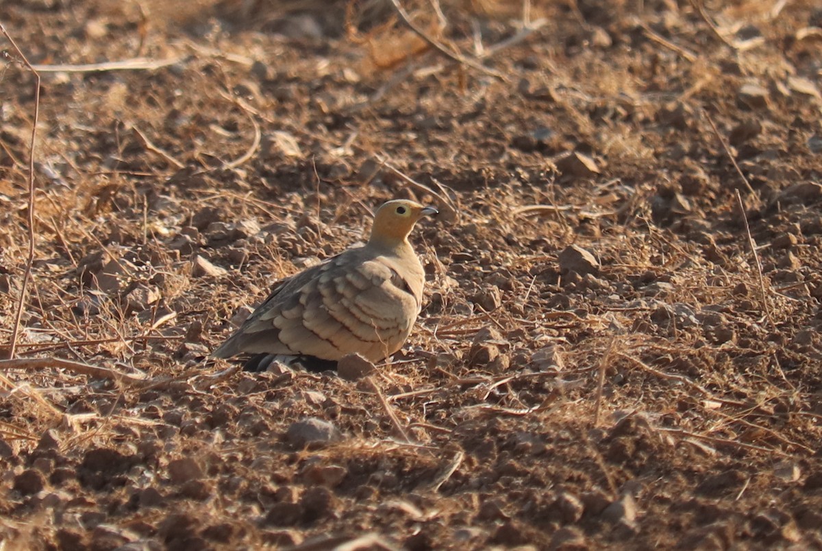 Chestnut-bellied Sandgrouse - ML614927349