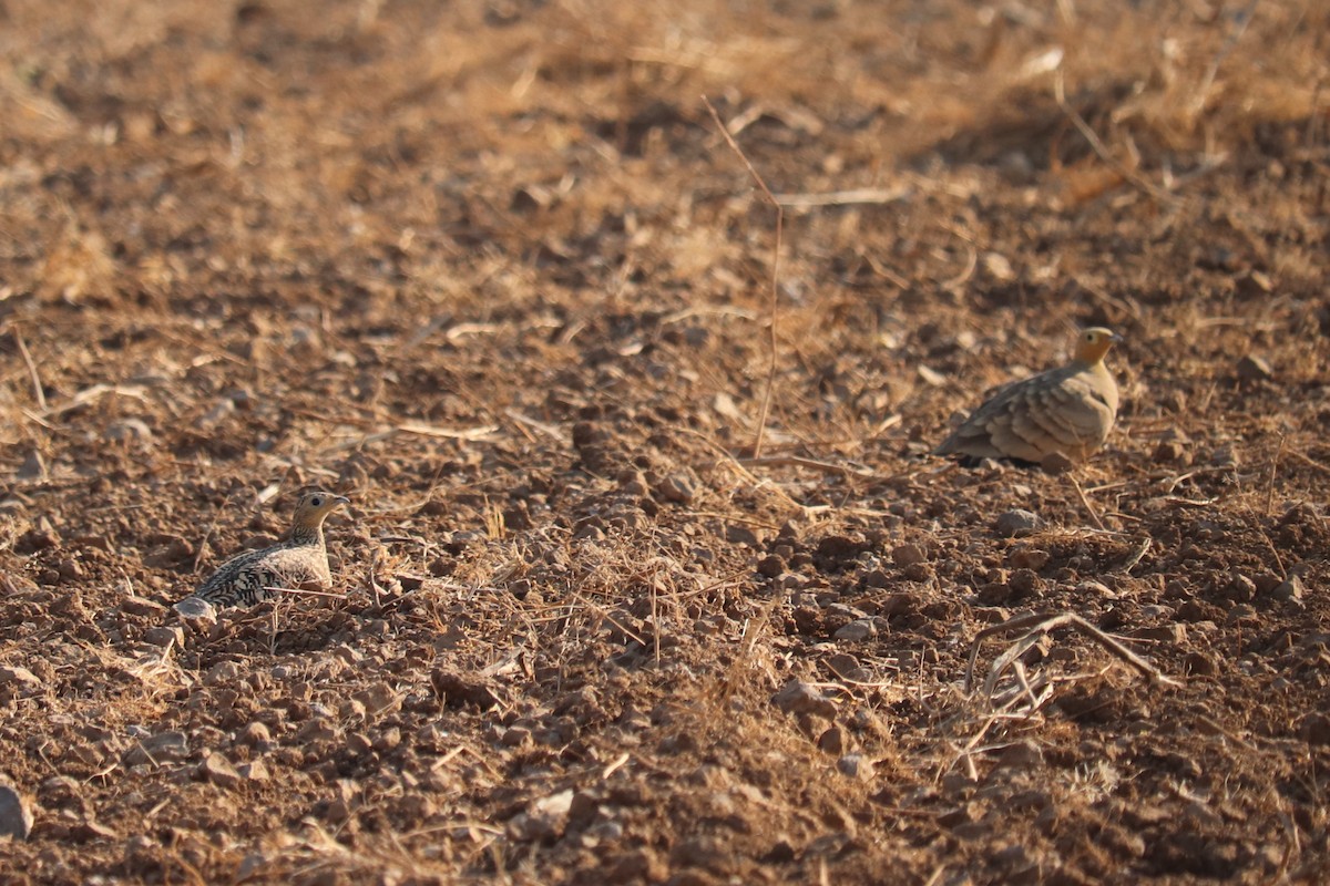 Chestnut-bellied Sandgrouse - ML614927351