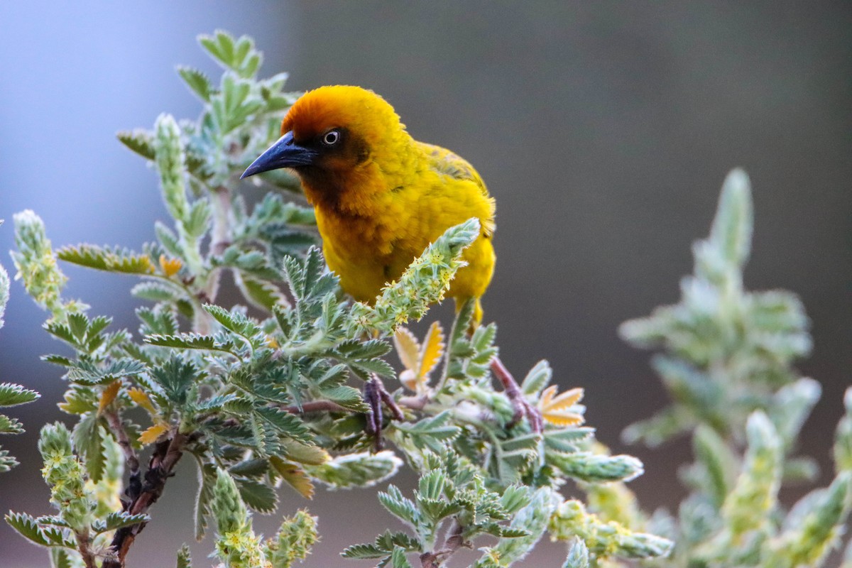 Cape Weaver - ML614927358