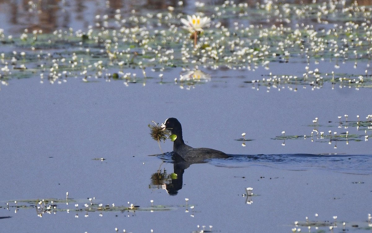 Eurasian Coot - ML614927359