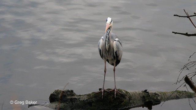 Gray Heron - ML614927362