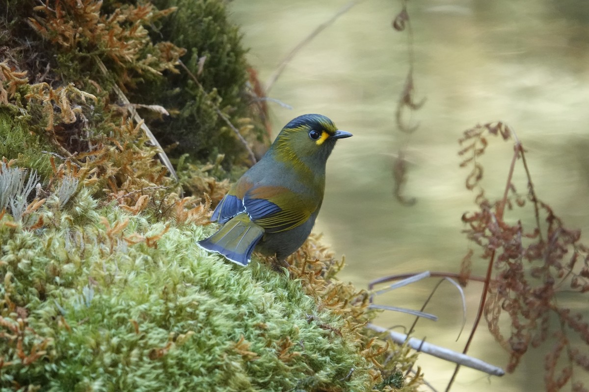 Taiwan Liocichla - ML614927376