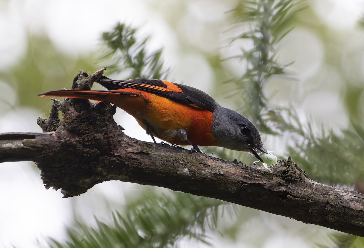 Gray-chinned Minivet - ML614927403