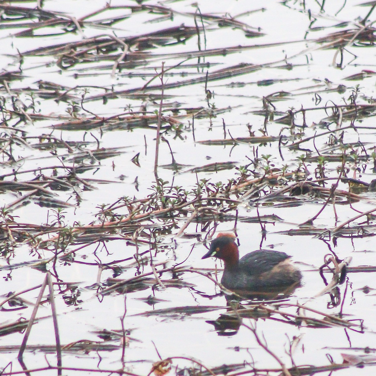 Little Grebe - ML614927424