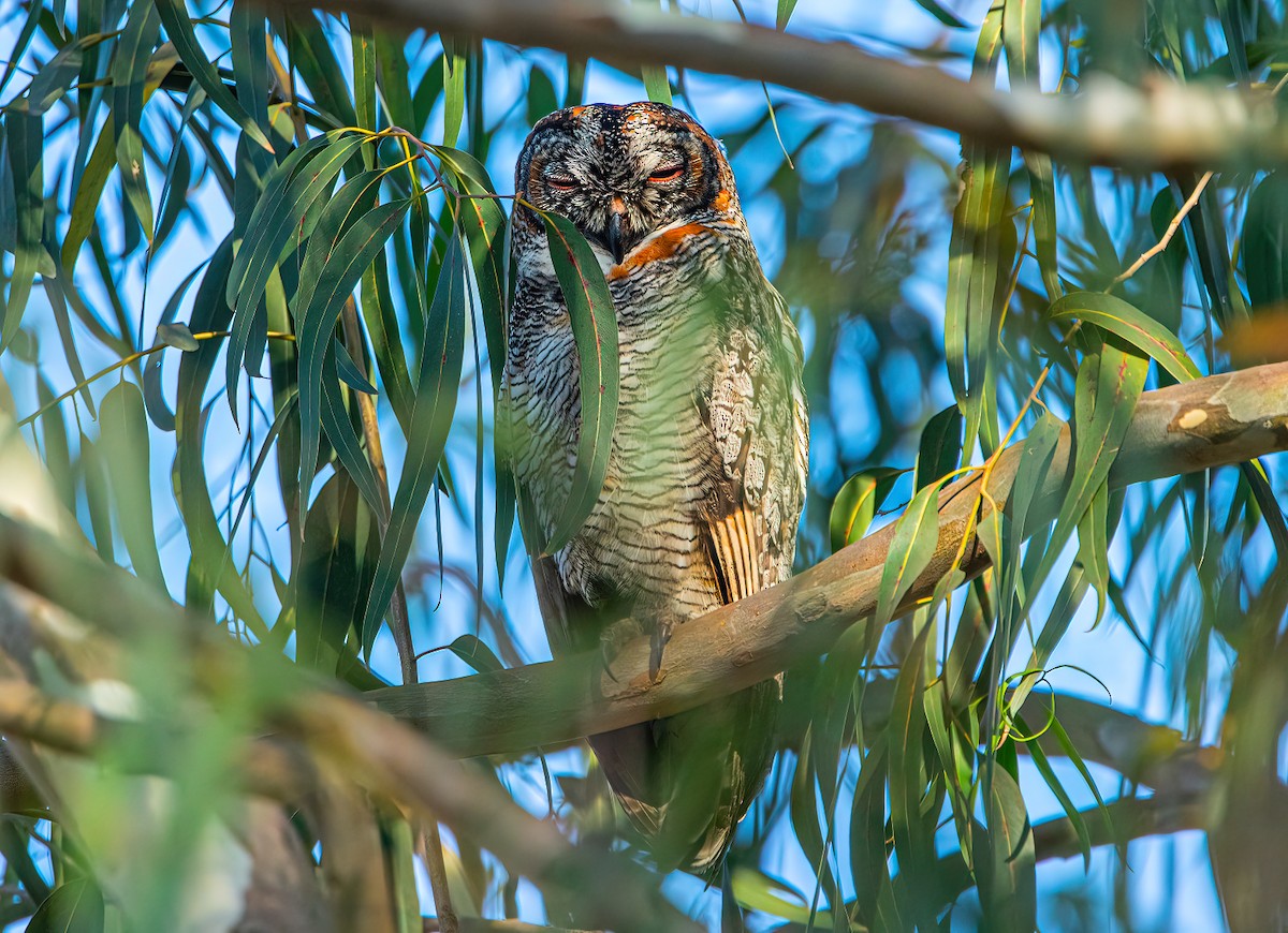 Mottled Wood-Owl - Shashank  Mb