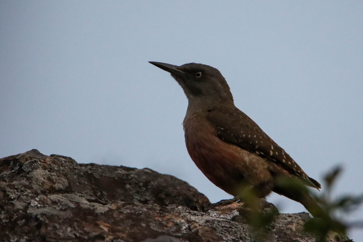 Ground Woodpecker - ML614927466