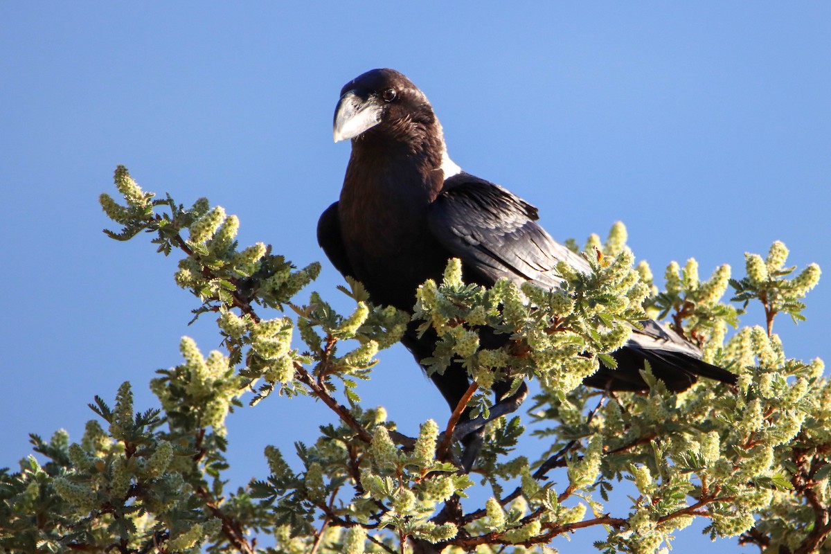 White-necked Raven - ML614927469