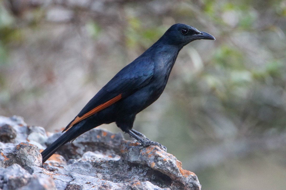 Red-winged Starling - ML614927472