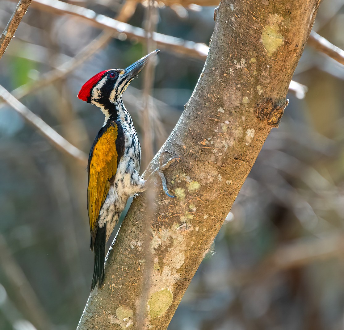 White-naped Woodpecker - Shashank  Mb