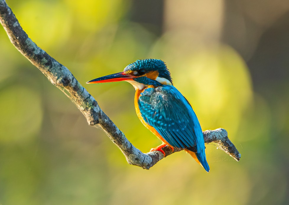 Common Kingfisher - Shashank  Mb