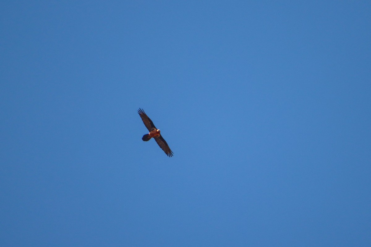 Bearded Vulture - ML614927502