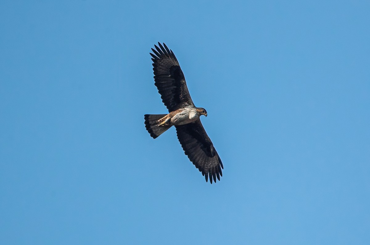 Bonelli's Eagle - Shashank  Mb