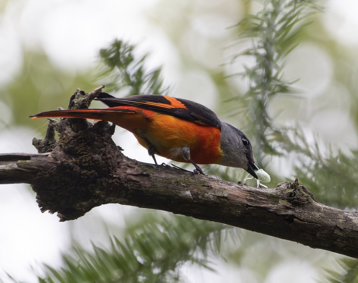 Gray-chinned Minivet - ML614927548