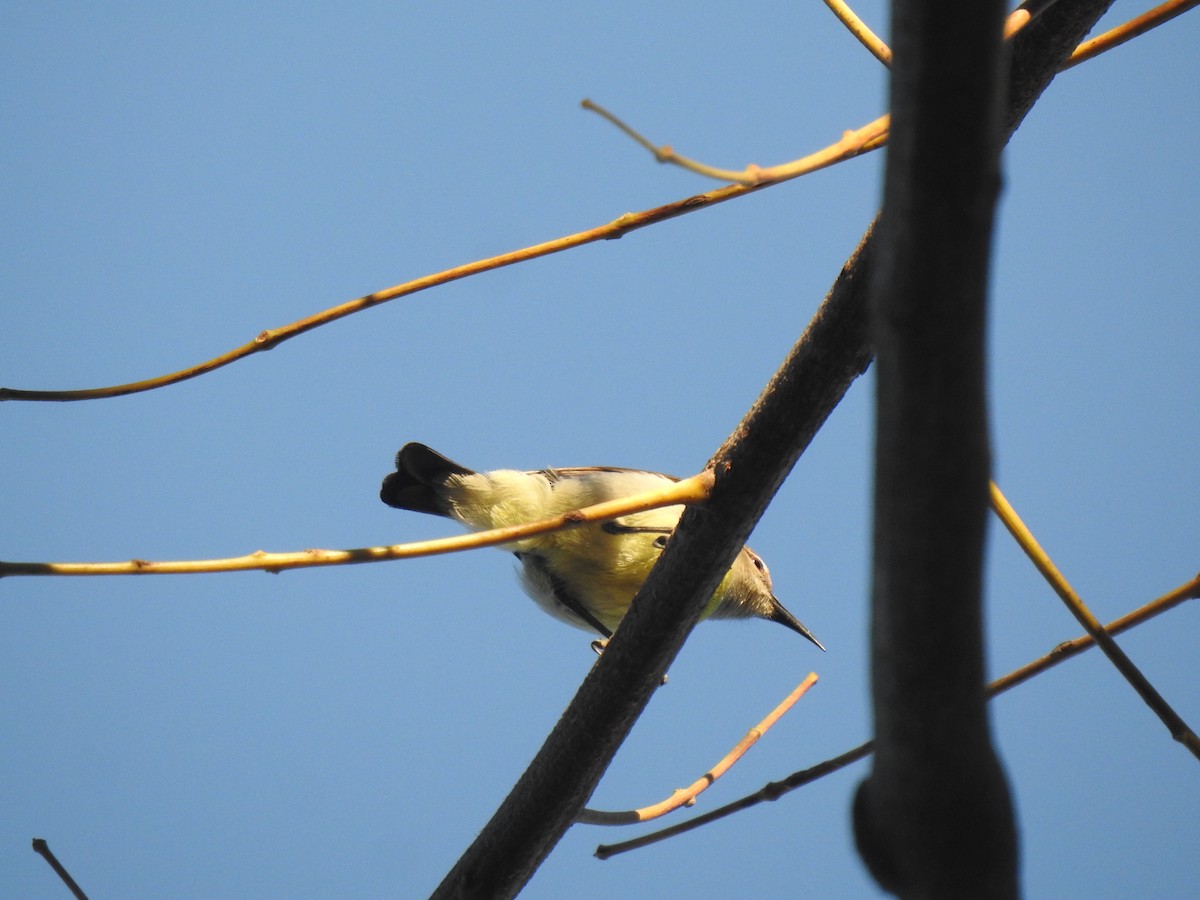 Purple-rumped Sunbird - ML614927562