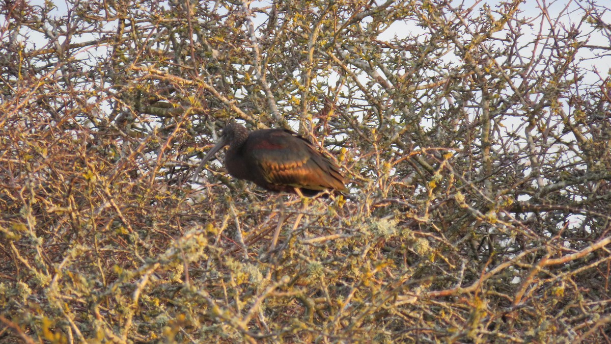 Glossy Ibis - ML614927589