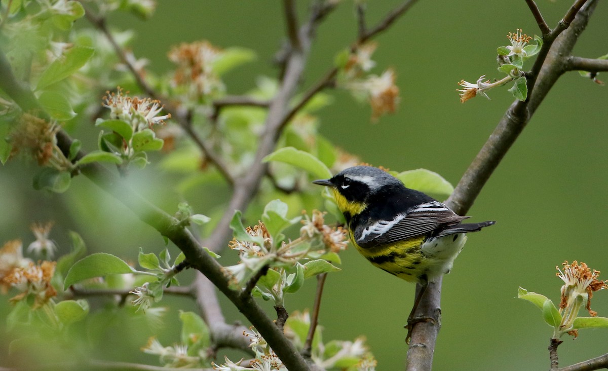 Magnolia Warbler - ML61492761