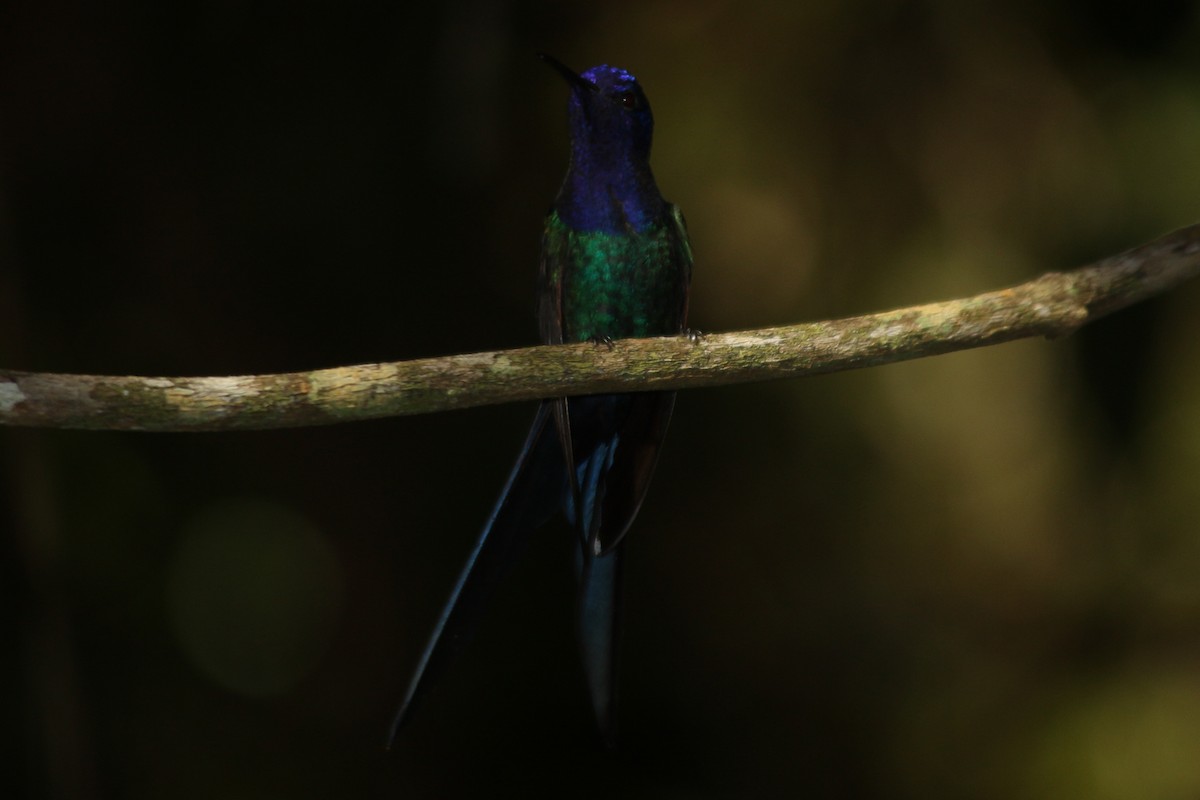 Colibrí Golondrina - ML614927624