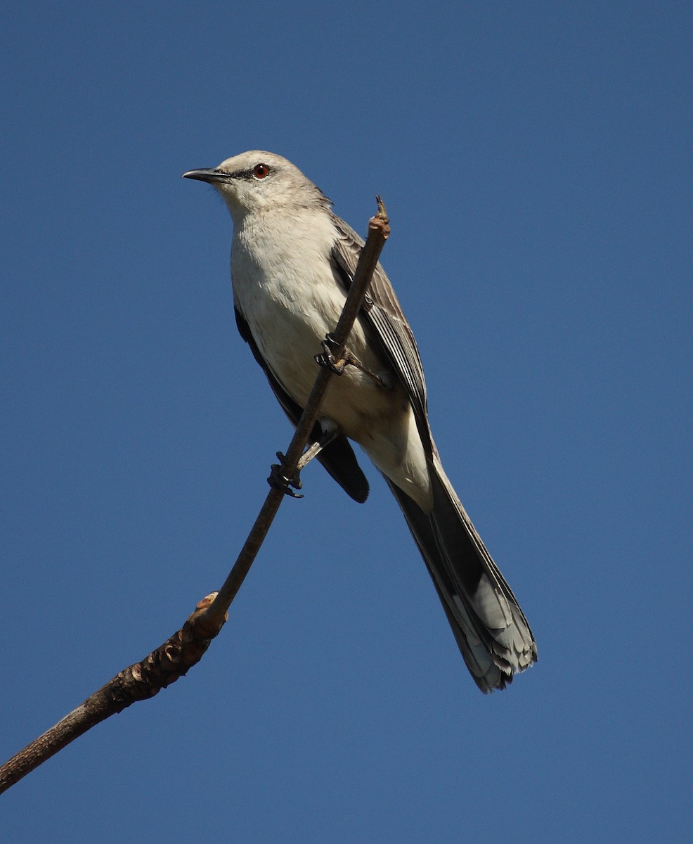 Tropical Mockingbird - ML614927625