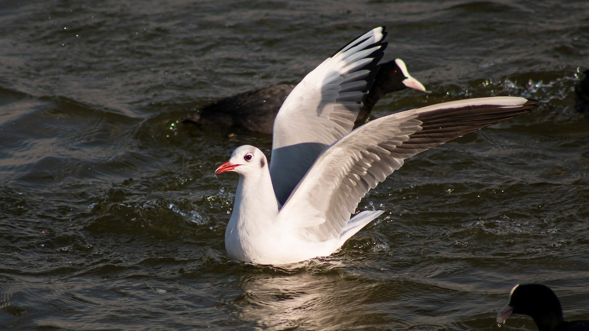 Black-headed Gull - ML614927635