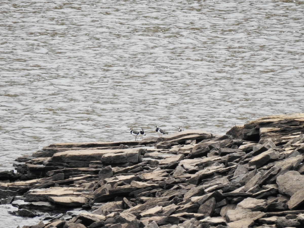 Northern Lapwing - ML614927637