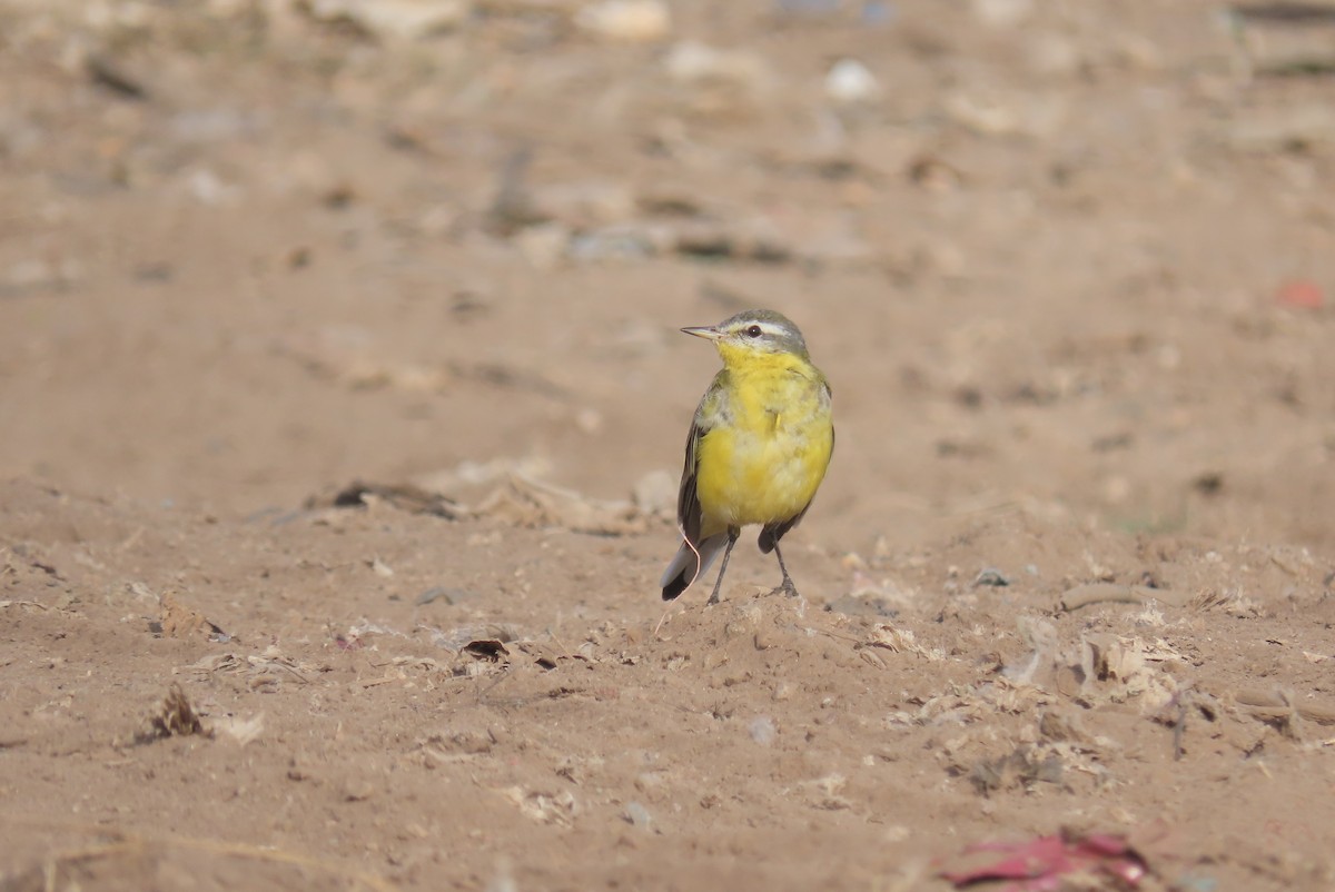 Western Yellow Wagtail (beema) - ML614927656