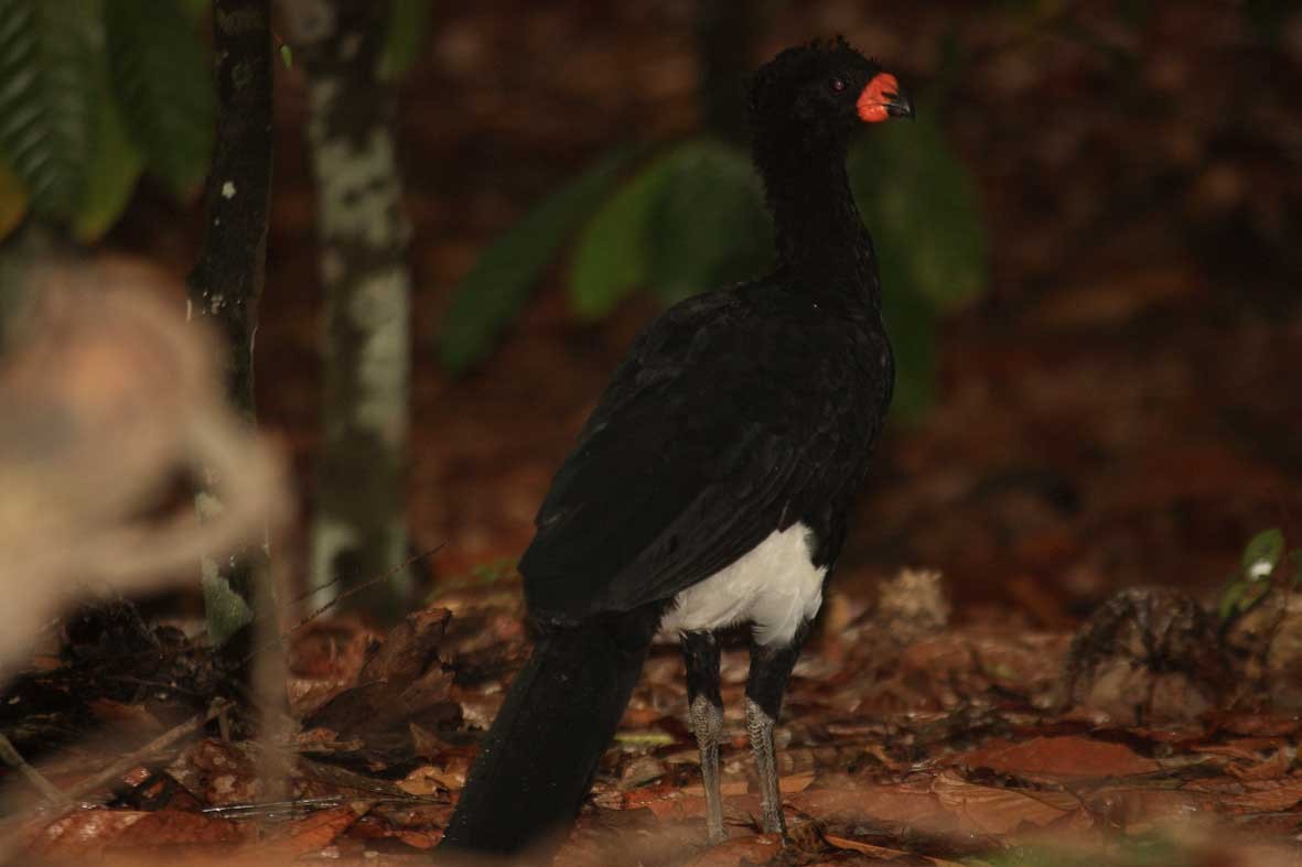 Red-billed Curassow - ML614927665