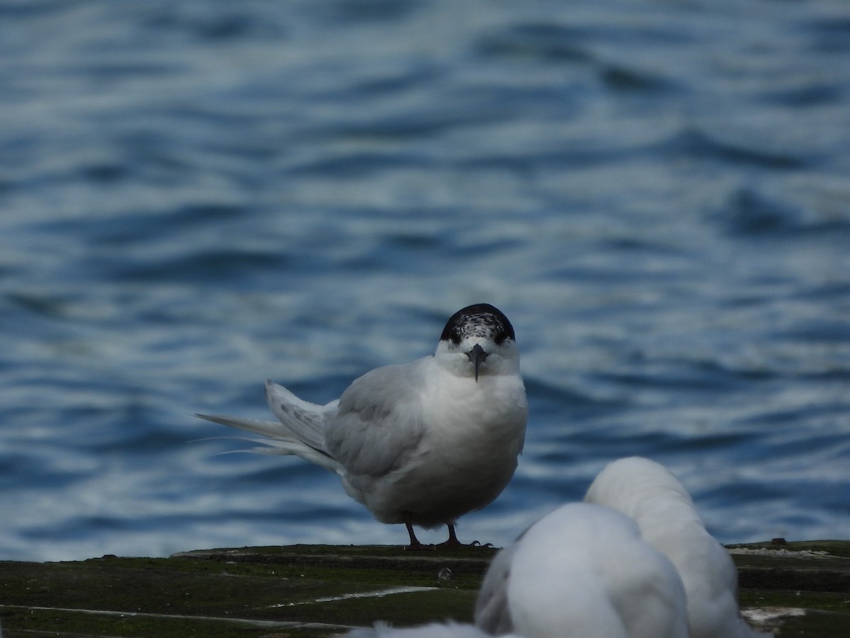 White-fronted Tern - ML614927667